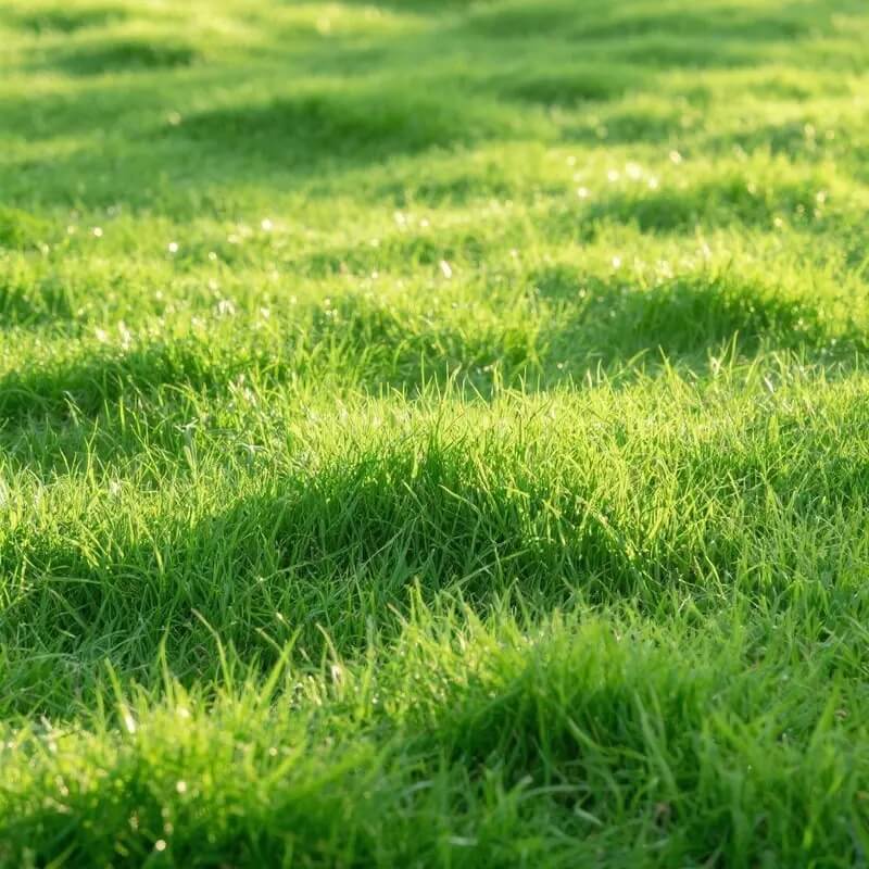 Premium Zoysia Seeds 