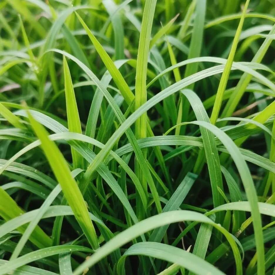 Premium Zoysia Seeds 