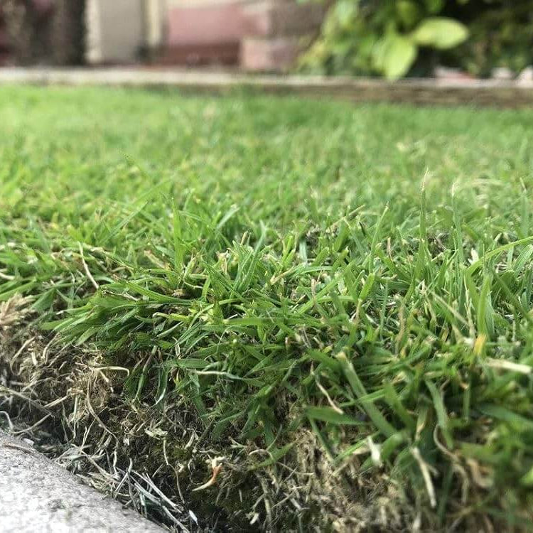 Premium Zoysia Seeds 