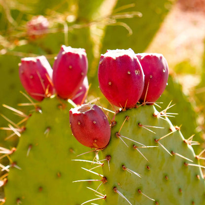 Prickly Pear Cactus Seeds