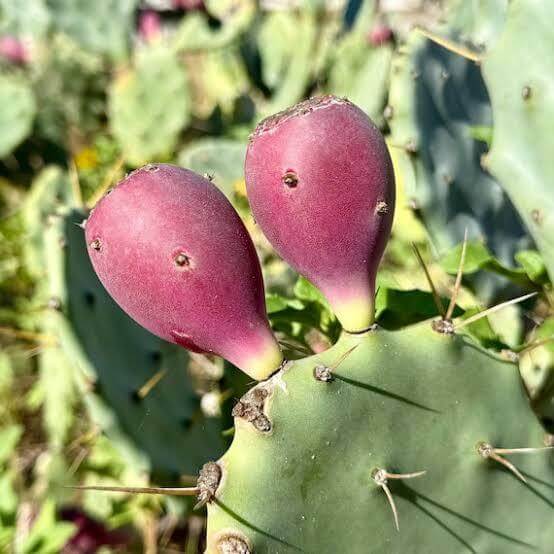 Prickly Pear Cactus Seeds