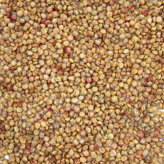 Prickly Pear Seeds