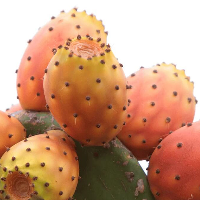 Prickly Pear Seeds