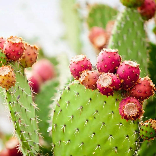Prickly Pear Seeds