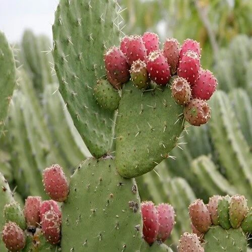 Prickly Pear Seeds