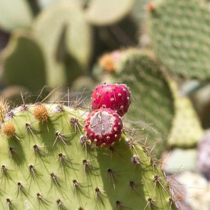Prickly Pear Seeds
