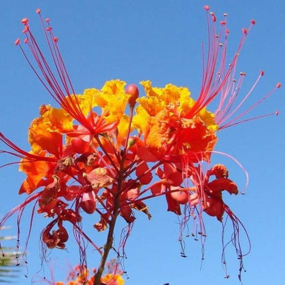 Pride Of Barbados Seeds - Flower Plant
