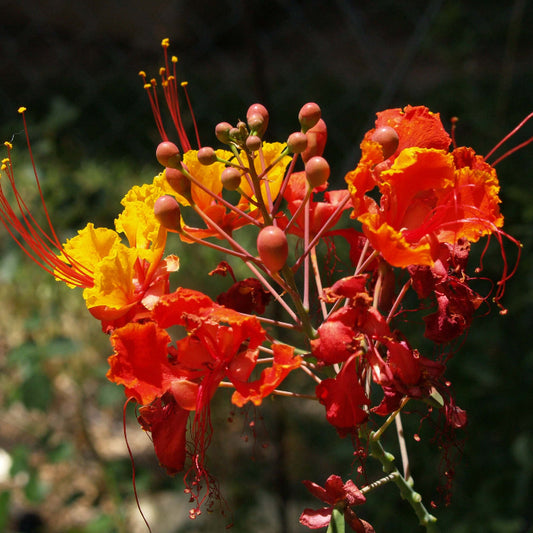 Pride Of Barbados Seeds - Flower Plant