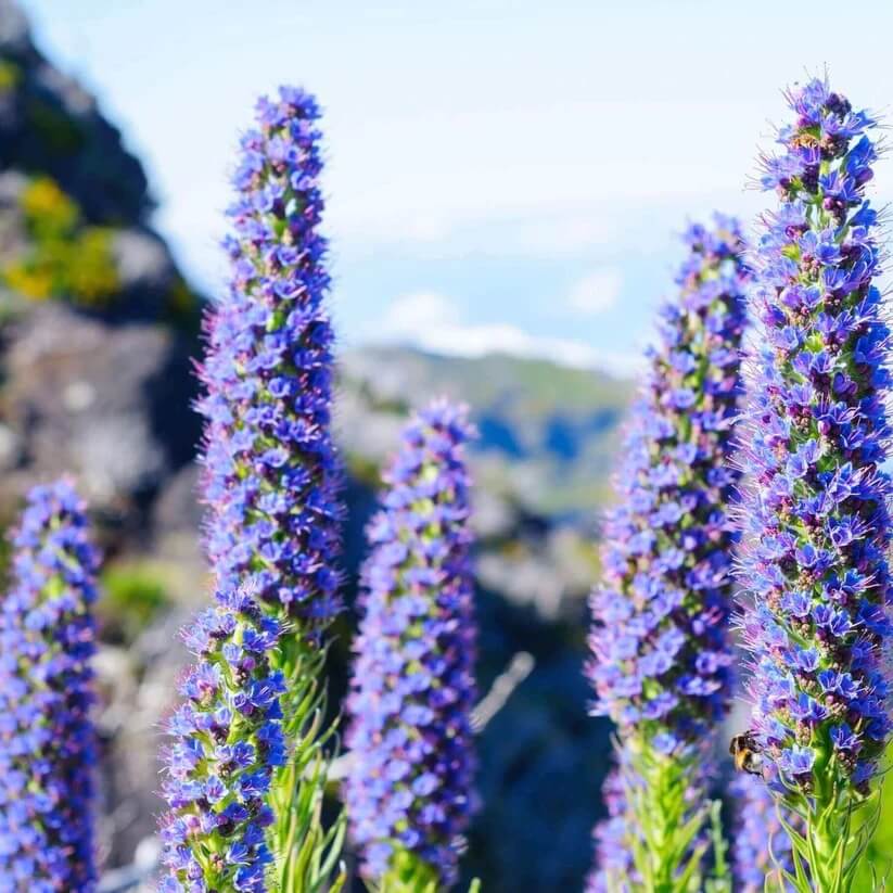 Pride of Madeira Seeds