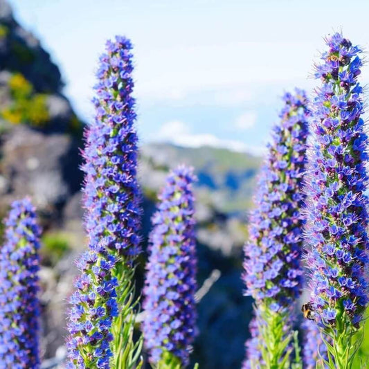 Pride of Madeira Seeds