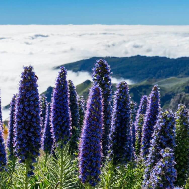 Pride of Madeira Seeds