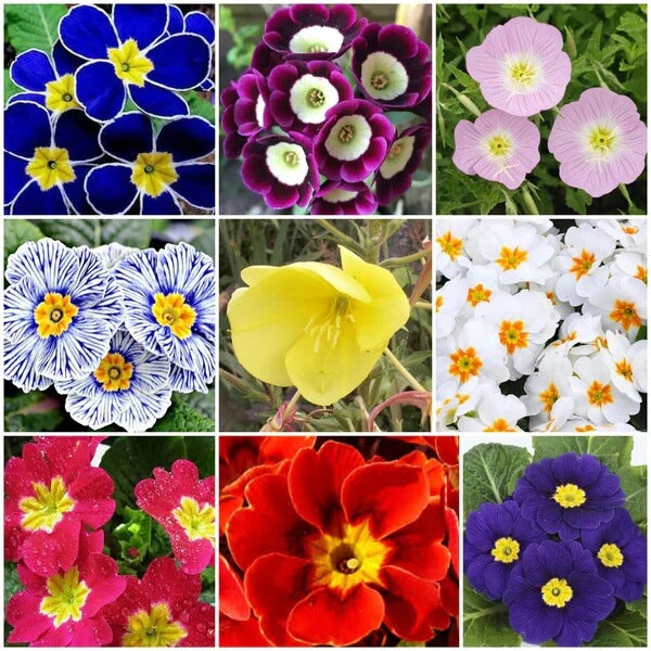 Primrose Seeds - All In One For Home Gardens