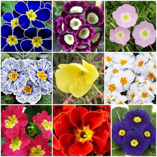 Primrose Seeds - All In One For Home Gardens