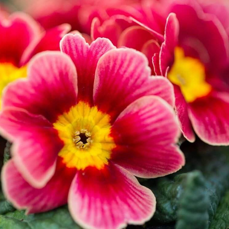 Primrose Seeds - All In One For Home Gardens