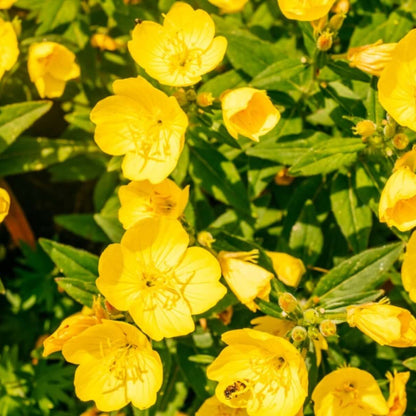 Primrose Seeds 