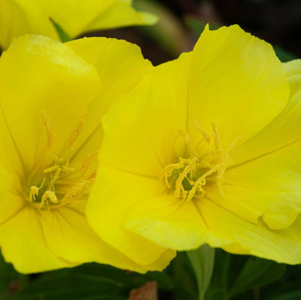 Primrose Seeds 