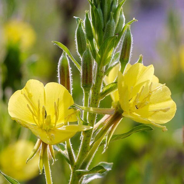 Primrose Seeds 