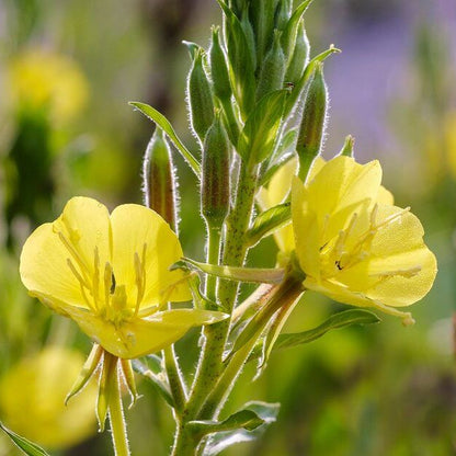 Primrose Seeds 
