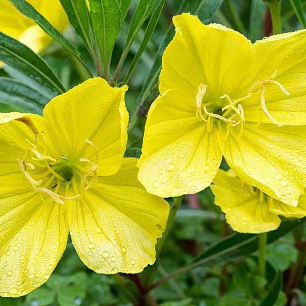 Primrose Seeds 