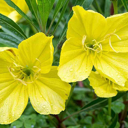 Primrose Seeds 