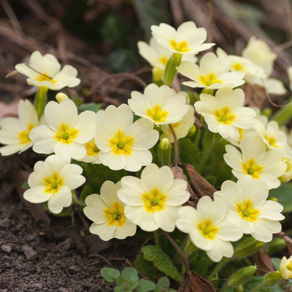 Primrose Seeds 