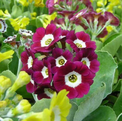 Primula Auricula Seeds
