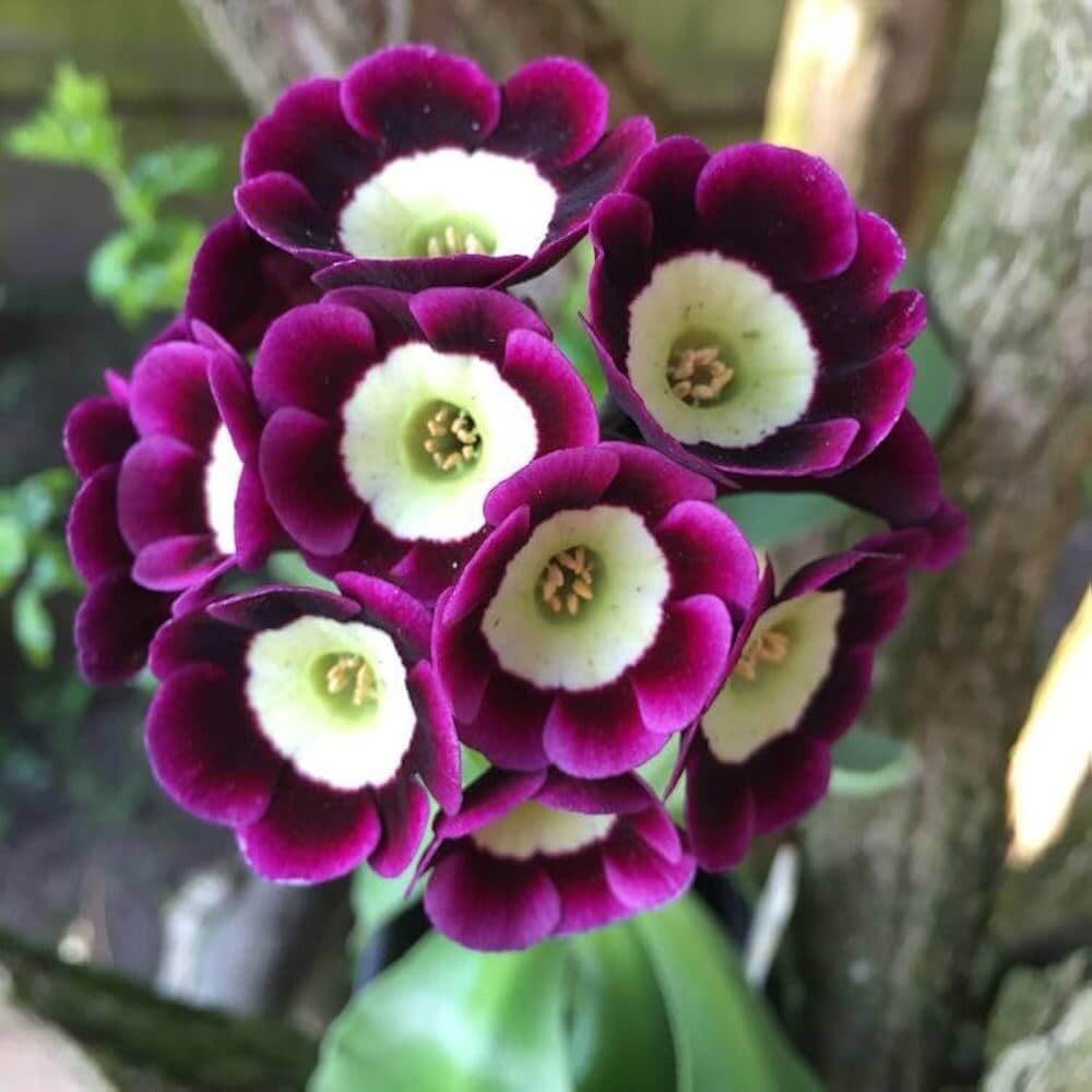 Primula Auricula Seeds