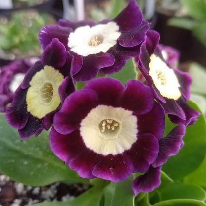 Primula Auricula Seeds