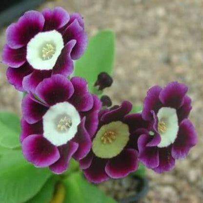 Primula Auricula Seeds