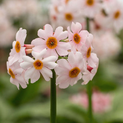 Primula Japonica Seeds