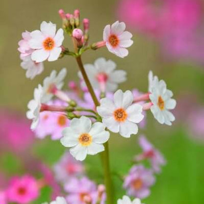 Primula Japonica Seeds