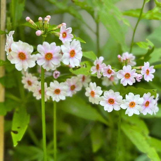 Primula Japonica Seeds