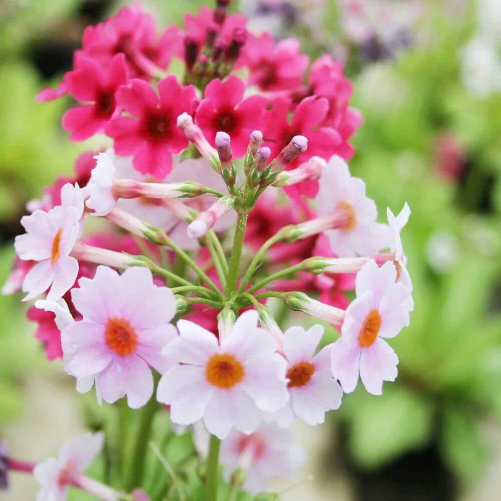 Primula Japonica Seeds