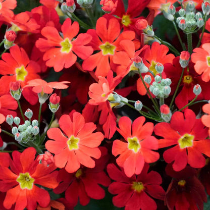 Primula Malacoides Seeds 