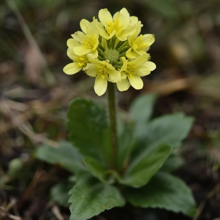 Primula Veris Seeds - Flower Plant