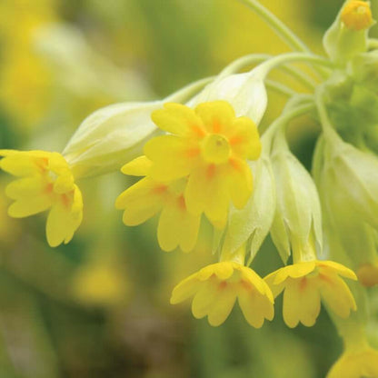 Primula Veris Seeds - Flower Plant