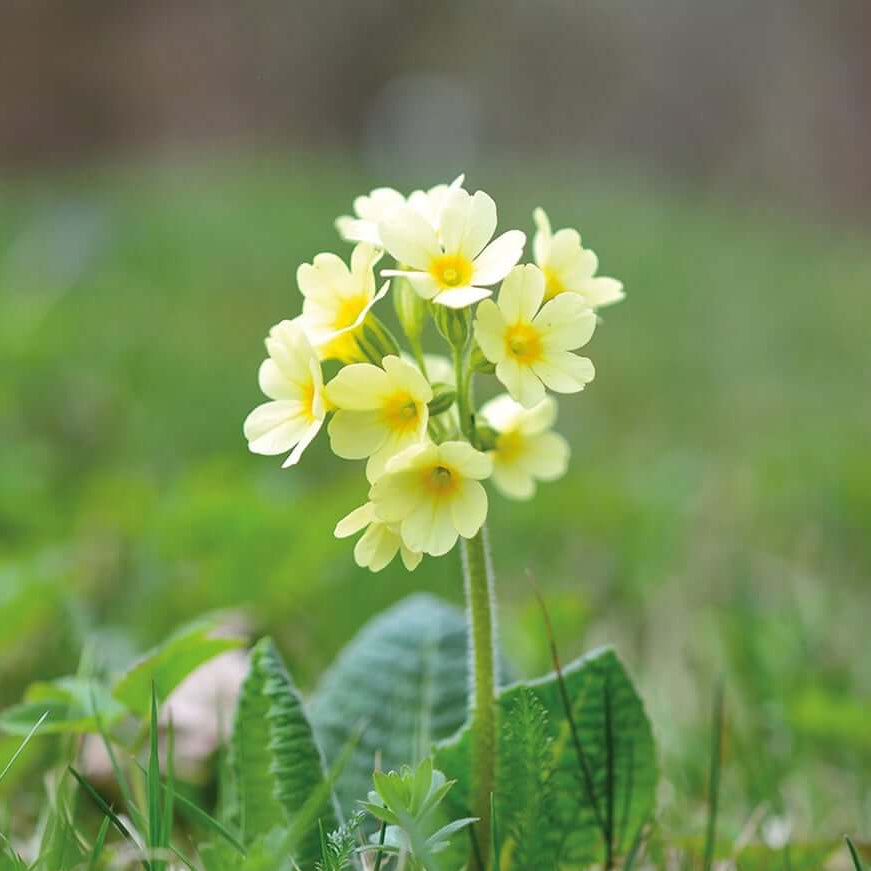 Primula Veris Seeds - Flower Plant