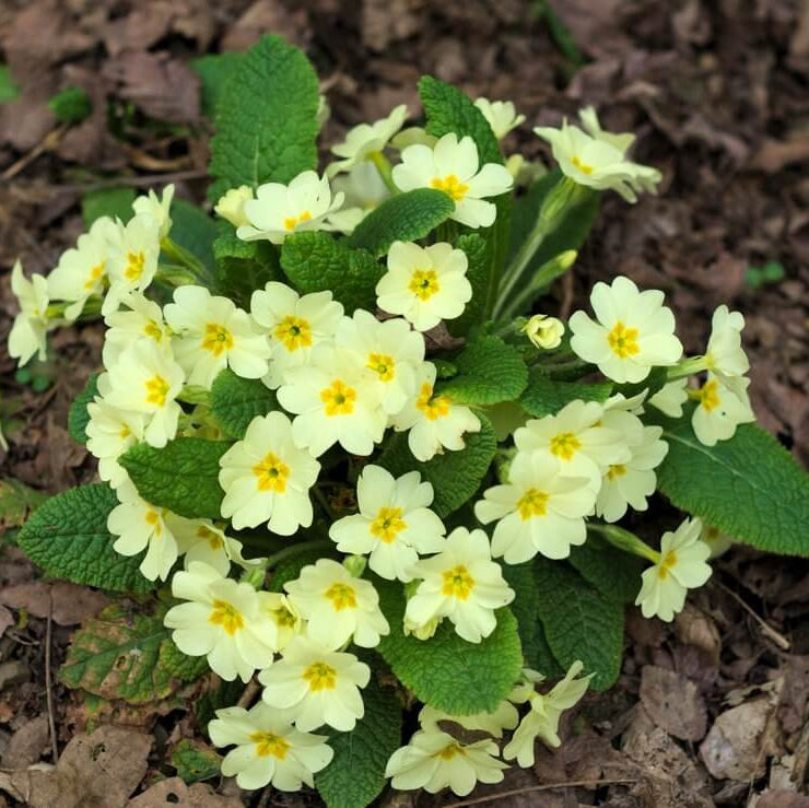 Primula Vulgaris Seeds - Flower Plant