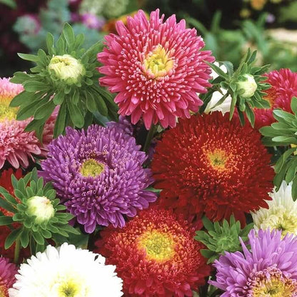 Princess Flower Seeds