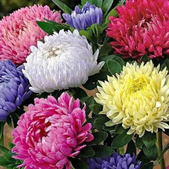 Princess Flower Seeds