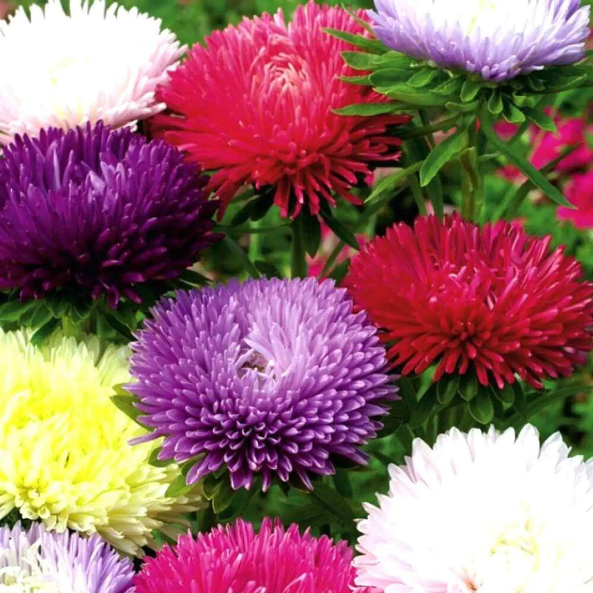 Princess Flower Seeds