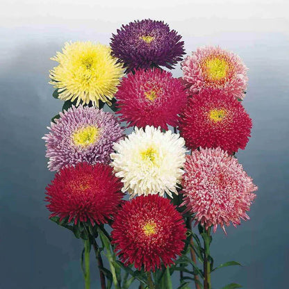 Princess Flower Seeds