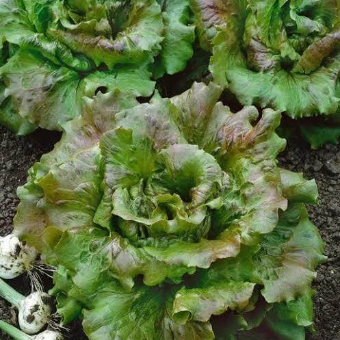Prizehead Lettuce Seeds