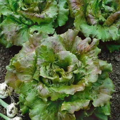 Prizehead Lettuce Seeds