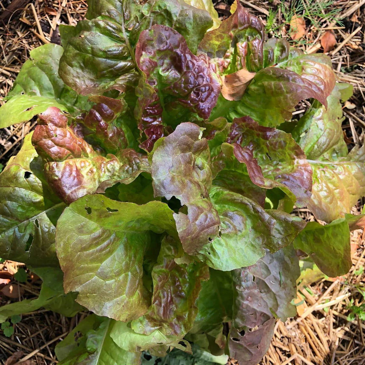 Prizehead Lettuce Seeds