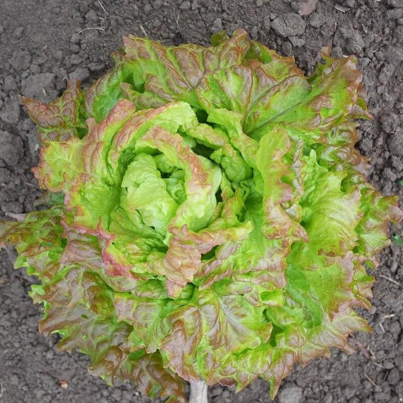 Prizehead Lettuce Seeds