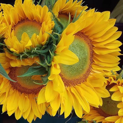 ProCut Sunflower Seeds - Flower Plant
