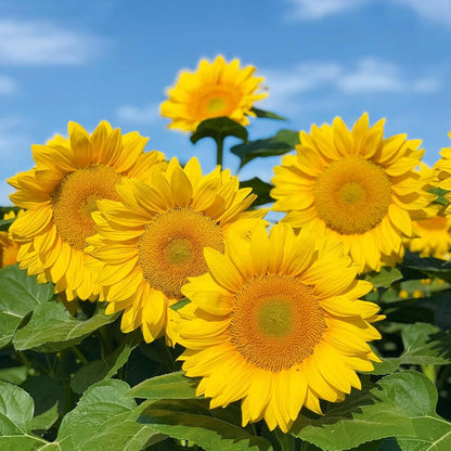 ProCut Sunflower Seeds - Flower Plant