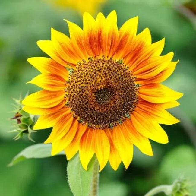 ProCut Sunflower Seeds - Flower Plant