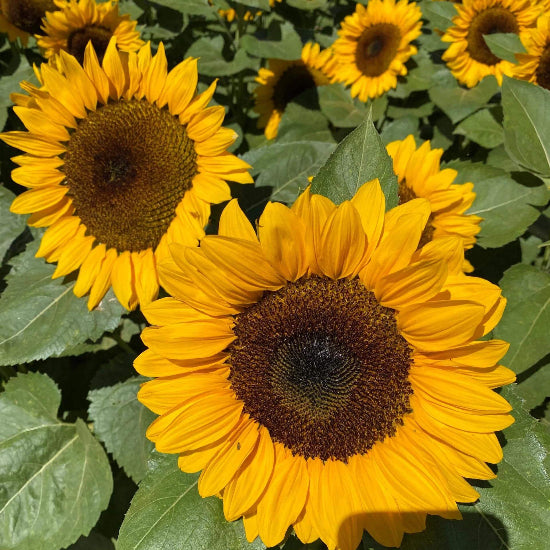 Procut Orange Sunflower Seeds
